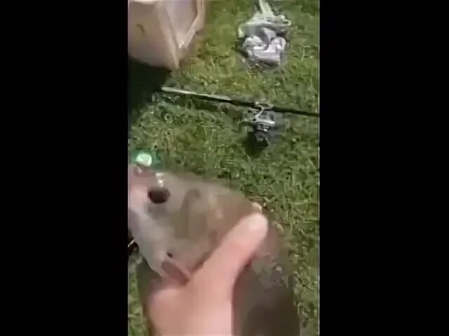 Ноу ноу ноу мистер фиш