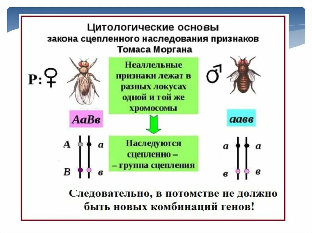 Закономерности наследования т моргана. Закон сцепленного наследования т.Моргана. Закон Моргана о сцепленном наследовании схема. Закон Томаса Моргана сцепленное наследование.