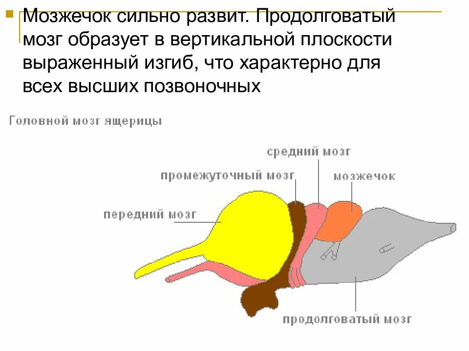 Нервная система пресмыкающихся и млекопитающих. Отделы головного мозга пресмыкающихся. Схема строения головного мозга ящерицы. Строение головного мозга ящерицы. Строение головного мозга рептилий пресмыкающихся.