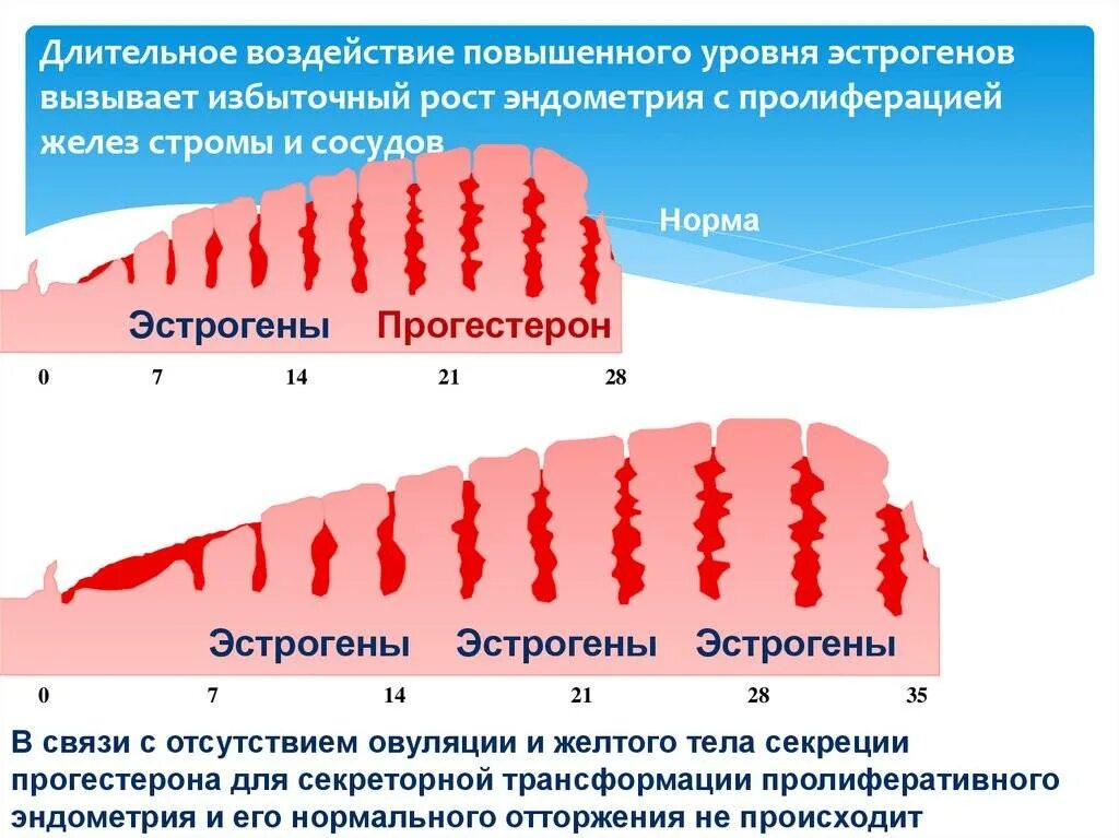 Сколько должен быть эндометрий в норме