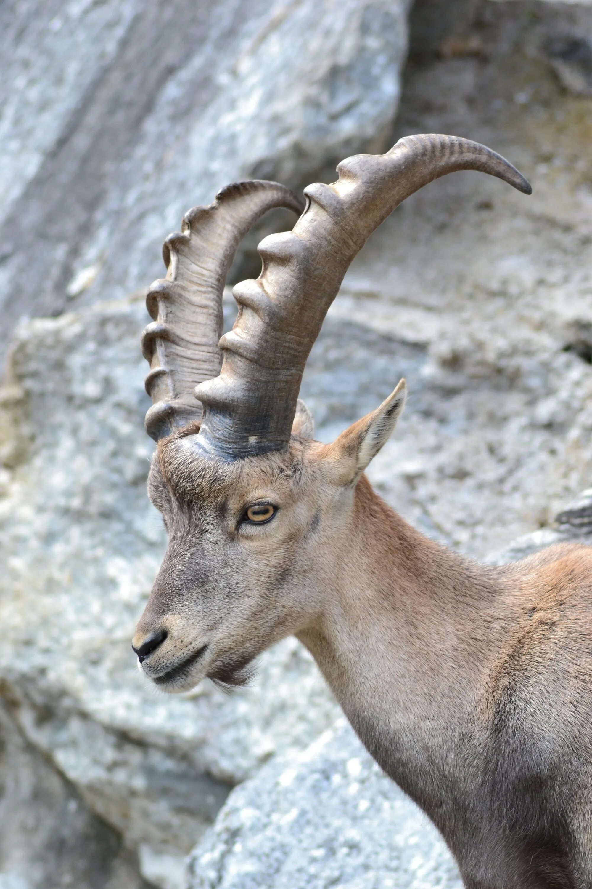 Pin by Carole Ferruccio on All living things great and small and beautiful Ibex 