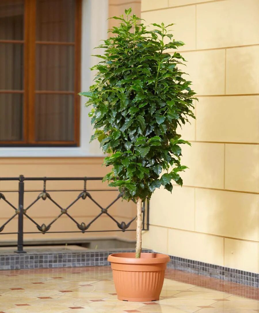 Как ухаживать за кофе. Дерево кофе арабика. coffea arabica цветок. куст кофе арабика. кофе арабский комнатный.