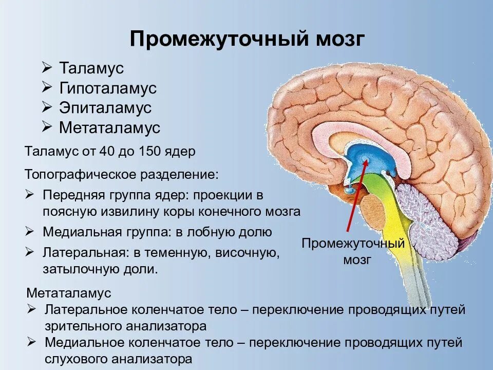 Нервные центры и отделы головного мозга. Эпиталамус и метаталамус. Эпиталамус метаталамус гипоталамус. Таламус гипоталамус эпиталамус метаталамус анатомия. Промежуточный мозг таламус гипоталамус эпиталамус.