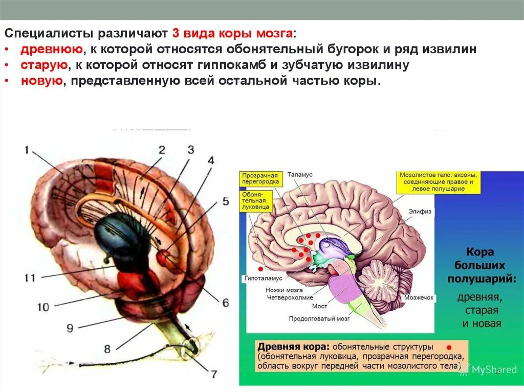 Структура древней коры мозга.