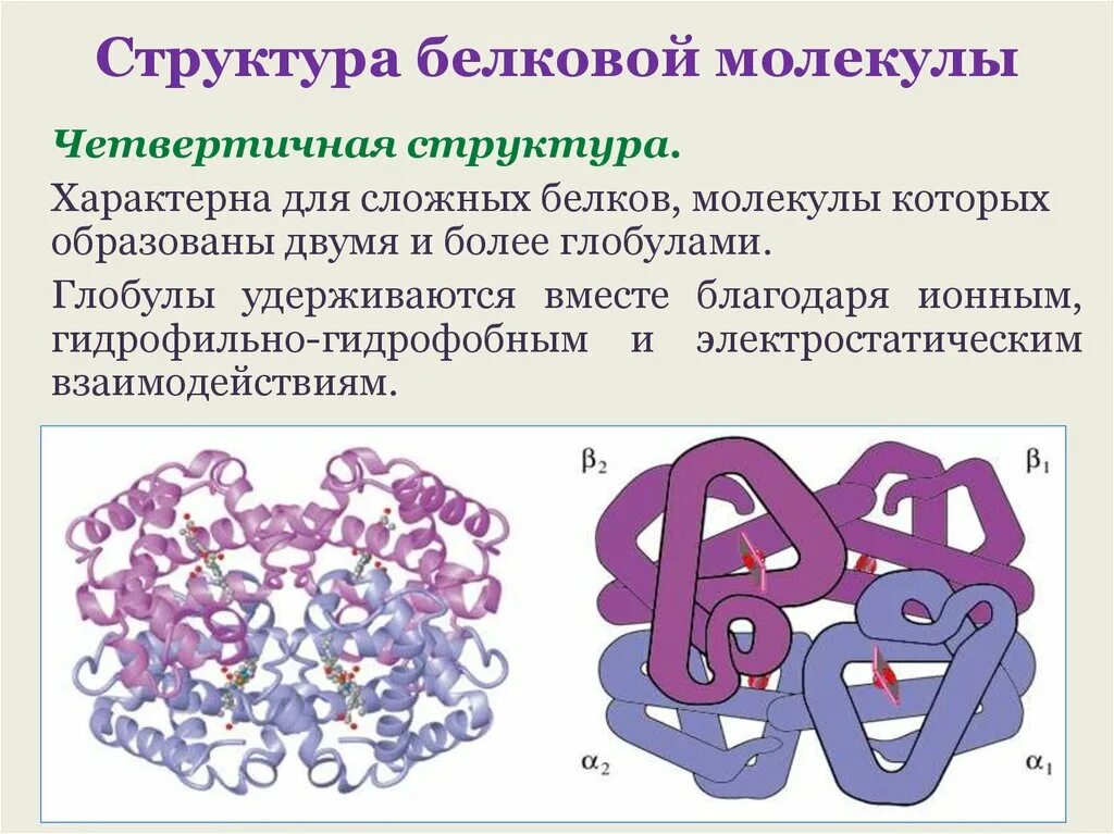 Молекула белка имеет число структуры. Четвертичная структура белковой молекулы. четвертичная структура белка глобула. глобула гемоглобина четвертичная структура. четвертичная структура белка молекулярная схема.