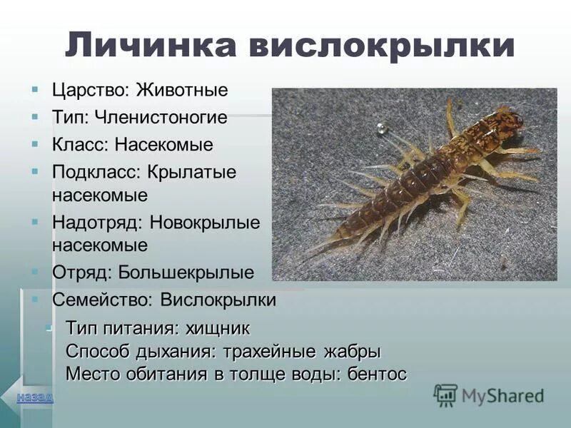 Вши характерные признаки отряда. Царство животные тип членистоногие класс насекомые. Калоед. Систематика бабочки лимонницы. Тип членистоногие 7 класс биология.