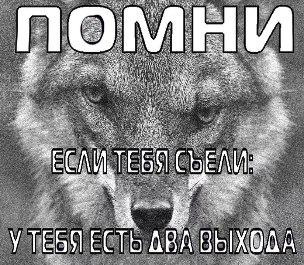 Цитаты волка мем. Цитаты волка. Цитаты Волков. Волк Мем. Мемы с волками.