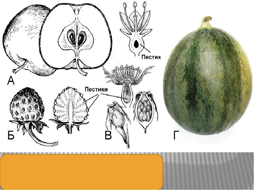 Плод Тыквина. Плод Тыквина биология. Земляничина плод. Строение плода Тыквина. Какие типы плодов изображены на рисунке