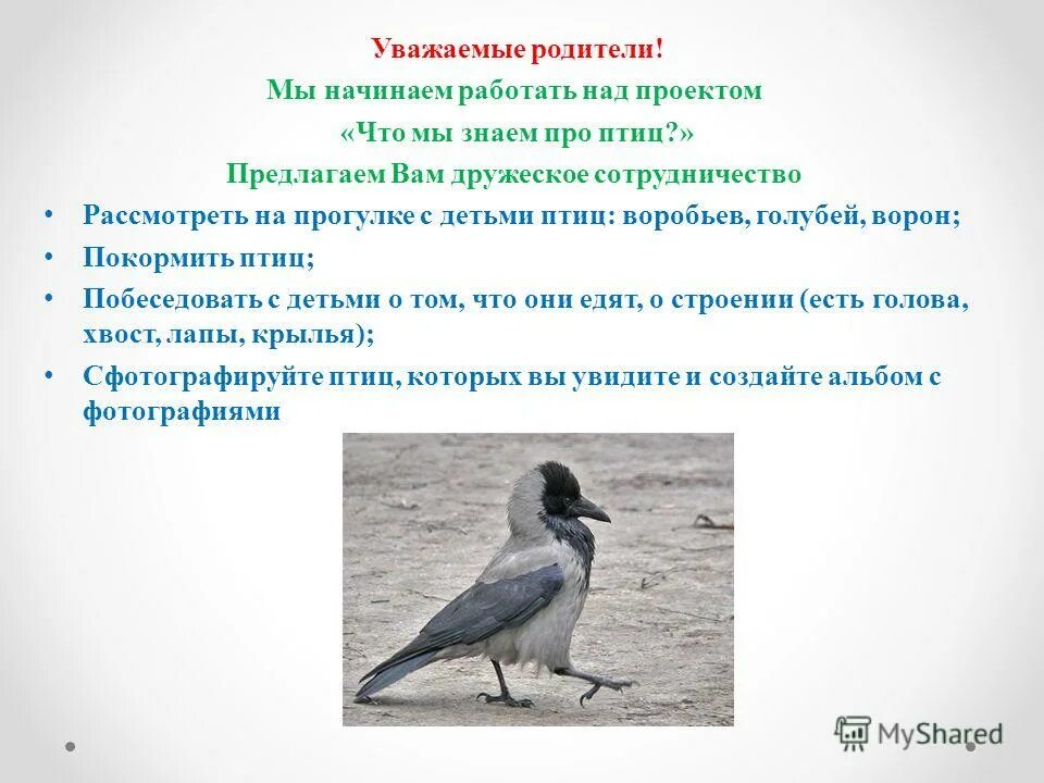 проект зимующие птицы. программы про птиц. программы про птиц. программы про птиц. программы про птиц.