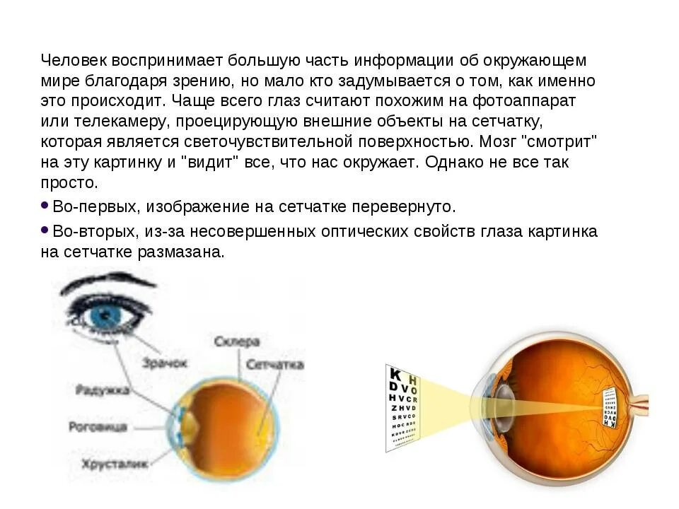 Какой мозг воспринимает информацию от органов зрения