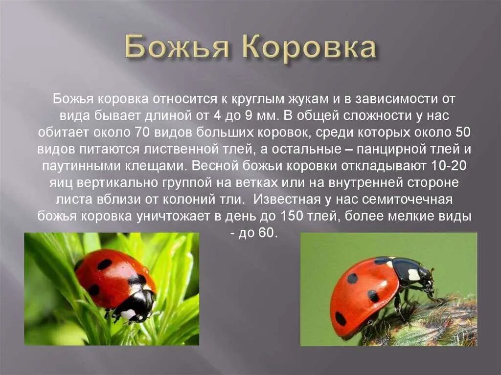 К жукам относится божья коровка. Семиточечная божья коровка. божья коровка относится к отряду. памятник божьей коровке в волгограде. божья коровка фото и описание.