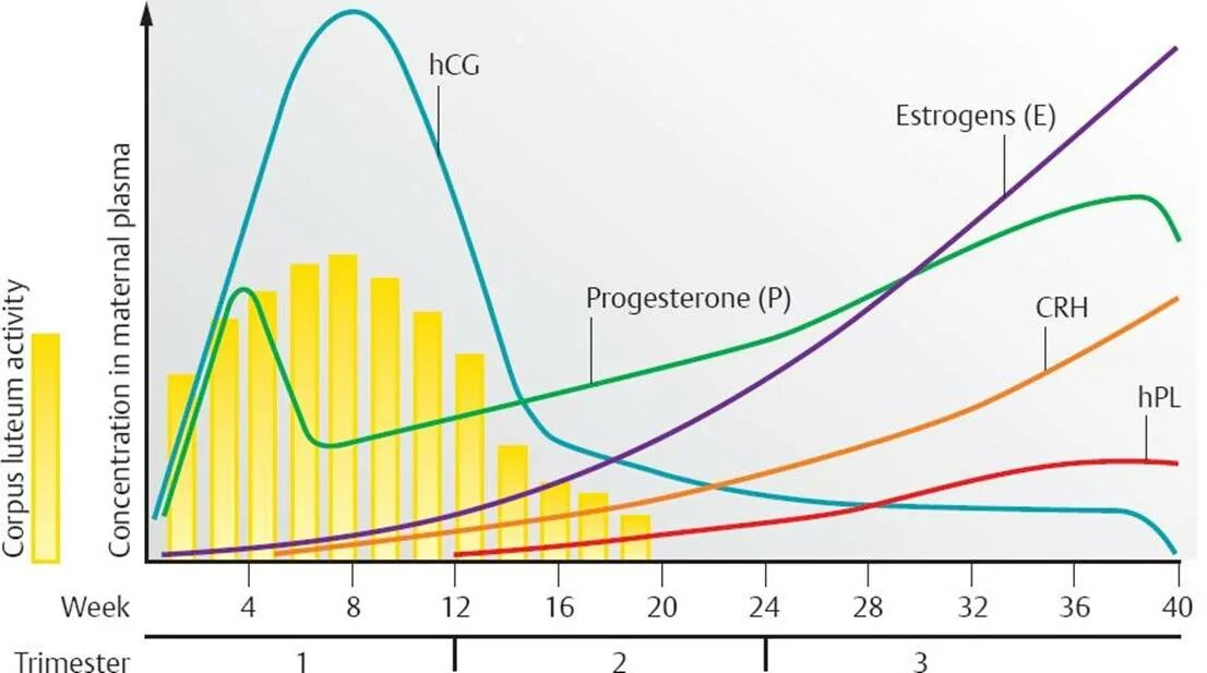Уровень половых гормонов при беременности. Динамика гормонов при беременности. Изменение гормонов при беременности. График изменений гормонов в беременность.