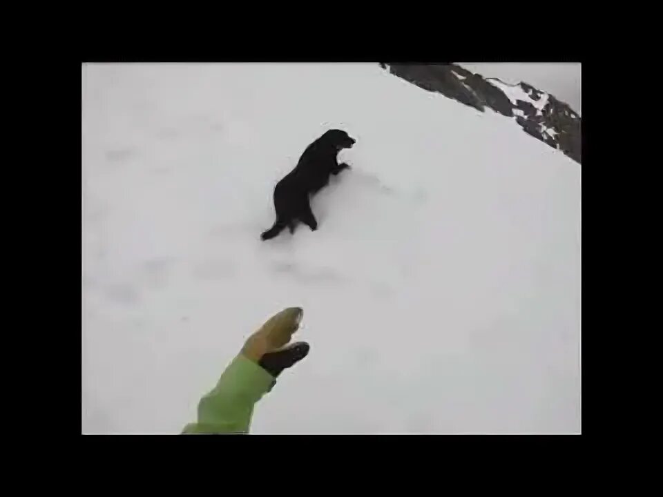 Мем где собака катится с горы Dog rolling down snowy mountain YouTube