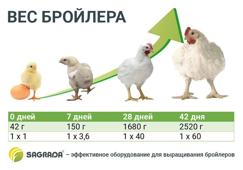 С какого возраста бройлеров. Вес цыплят бройлеров Кобб-500 по дням таблица. Таблица веса бройлеров Кобб 500. Таблица по роста бройлеров Росс 308. Вес цыплят бройлеров Кобб-500.