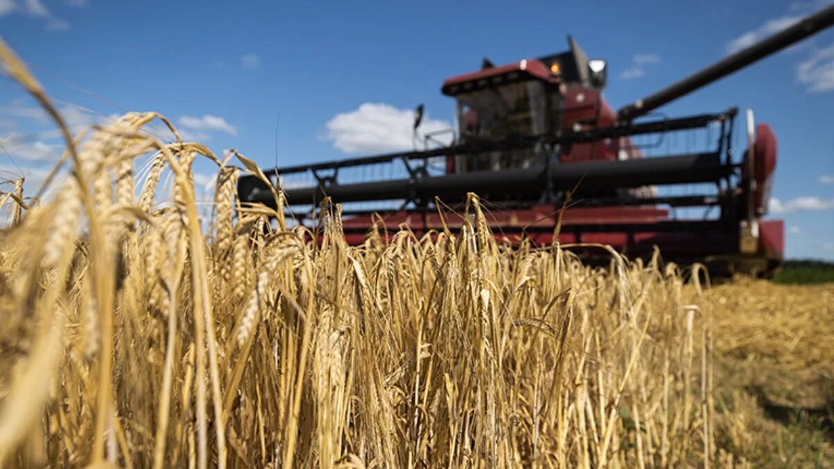 День сельского хозяйства в беларуси. Сбор зерна. Украинское поле. Продовольствие урожай. Аграрии.