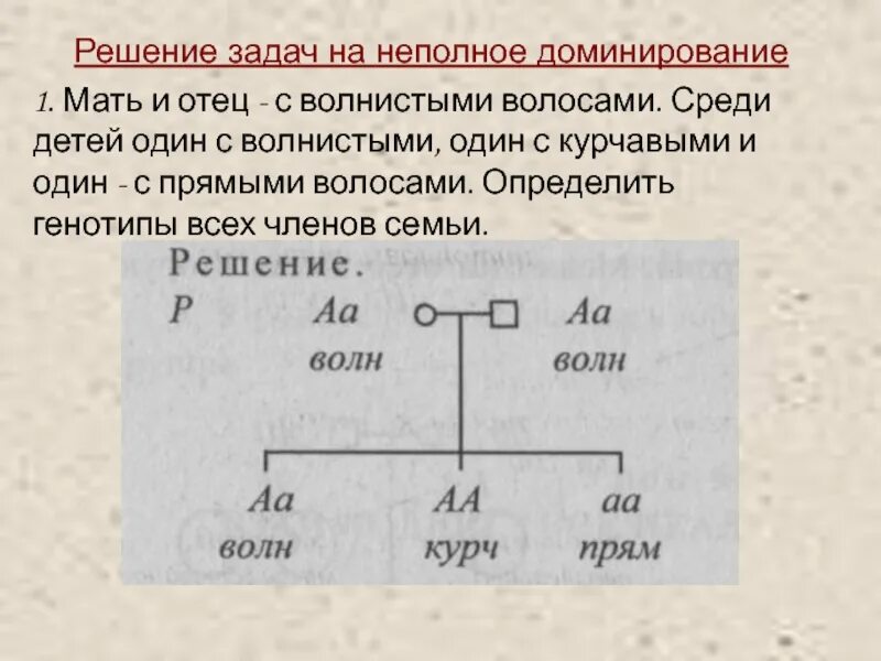 Отец доминирует над дочерью. Генетические задачи на неполное доминирование. Задачи на неполное доминирование. Задачи на неполное доминирование с решением. Задачи на генетику неполное доминирование.