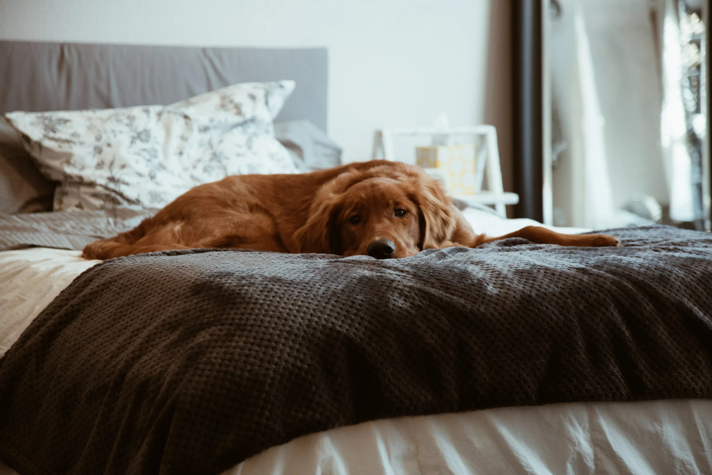 Bedroom dog. Кровать для собаки. Пес в кровати.