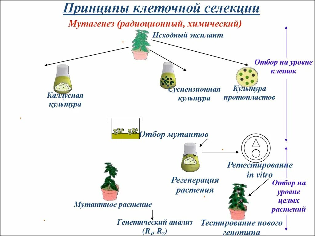 Клеточная биотехнология методы. Метод селекции искусственный мутагенез. Методы селекции растений искусственный мутагенез. Методы селекции растений схема. Химический мутагенез в селекции растений.