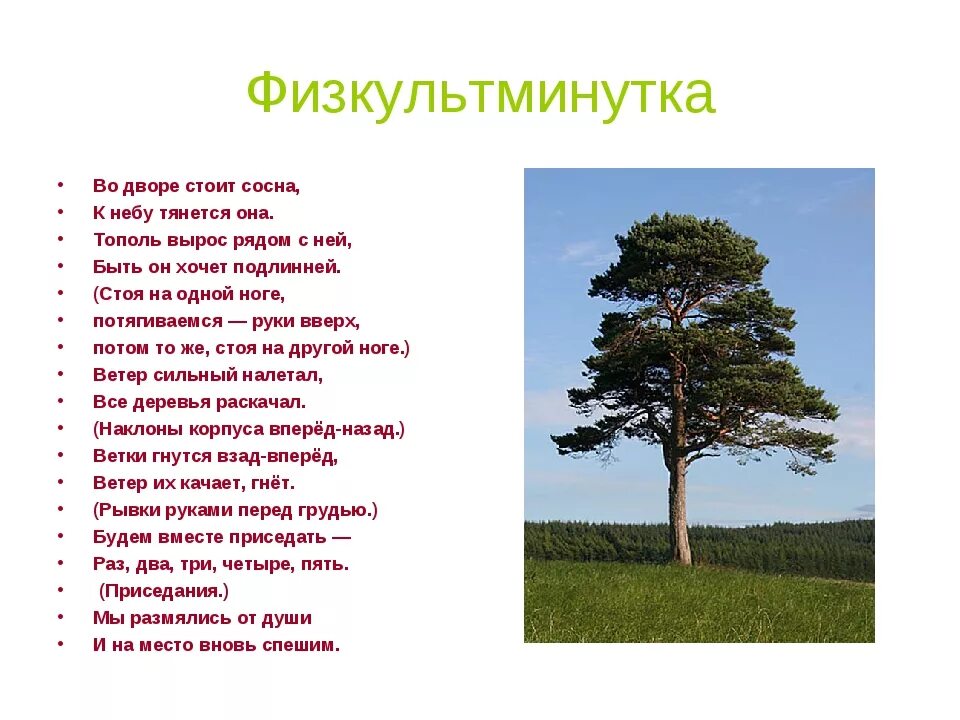 Слова про дерево. Стихи про деревья. Загадка про сосну. Стих про сосну. Загадки про хвойные.