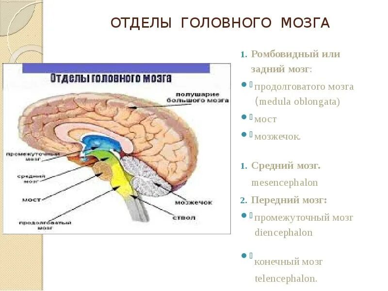 К отделам головного мозга относятся