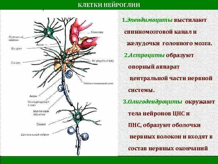 Астроцит клиника. Образуют опорный аппарат ЦНС клетки нейроглии. Глиальные клетки строение. Глиальные клетки нервной ткани. Функции глиальных клеток таблица.