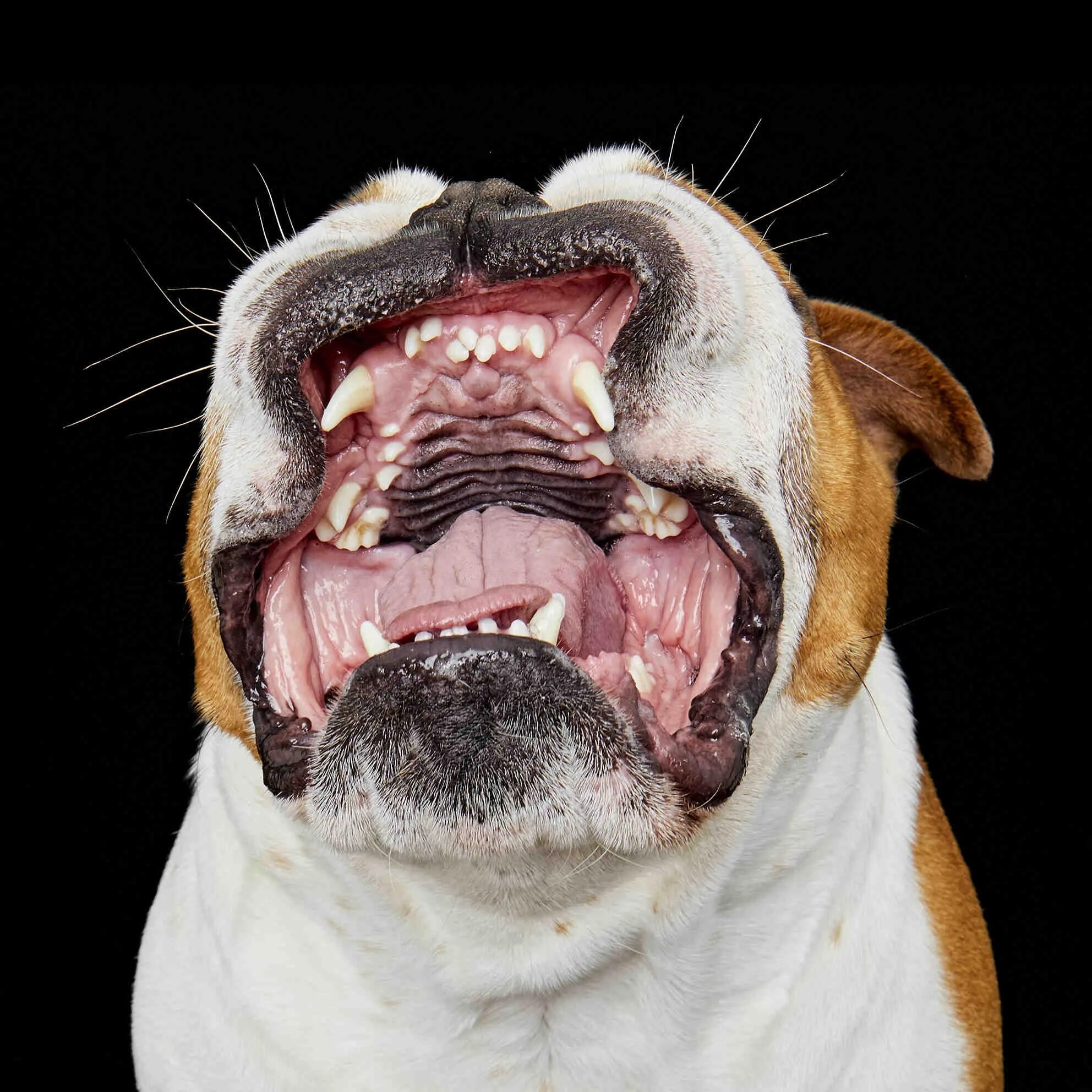 Собака рот зубы. Стаффордширский терьер зубы. Волчья пасть болезнь у собак. Расщепление неба Волчья пасть. Стаффордширский бультерьер зубы.