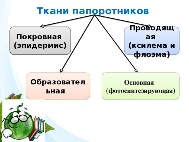 Толщина покровной ткани папоротника