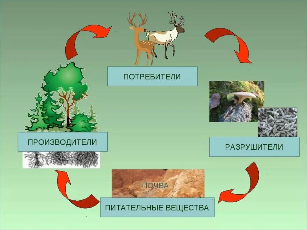 Модель круговорот веществ 3 класс окружающий мир. Круговорот веществ в природе 3 класс окружающий мир. Плешаков окружающий мир 3 класс модель круговорота веществ. Круговорот веществ на земле 3 класс окружающий мир модель. Организмы производители 3