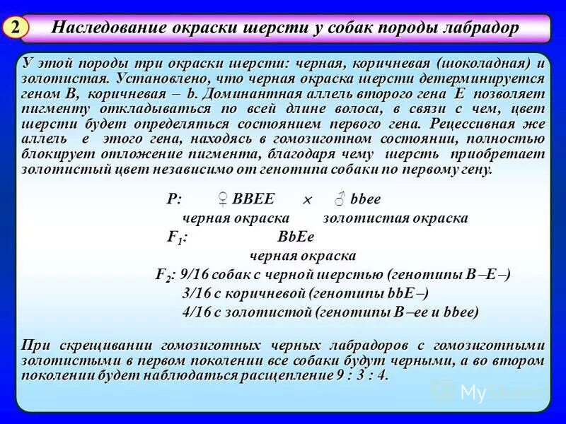 Аллель а определяет черную окраску шерсти. Аллель а определяет черную окраску шерсти