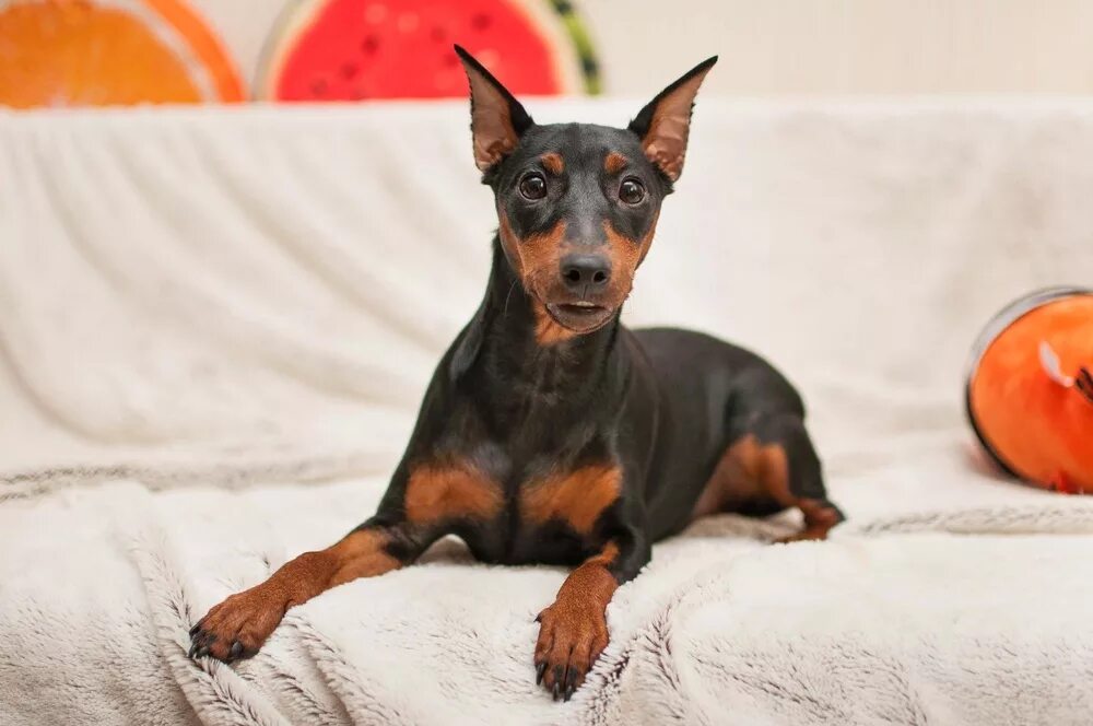 Собака маленький доберман как называется. Доберман породы собак карликовый пинчер. Цвергпинчер терьер карликовый. Цвергпинчер карликовый доберман. Цвергпинчер карликовый доберман.