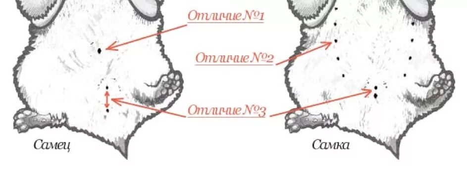 Как отличить маленьких. Отличить джунгарика мальчика от девочки. Как отличить пол хомяка джунгарика. Как различить пол у джунгарских хомяков. Как понять мальчик или девочка хомяк джунгарский.