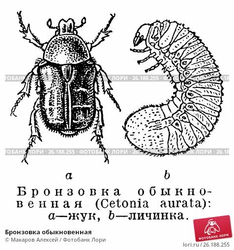 Обыкновенная бронзовка личинка. Личинки жука золотистой-бронзовки. Жук бронзовка строение тела. Жук золотистая бронзовка.