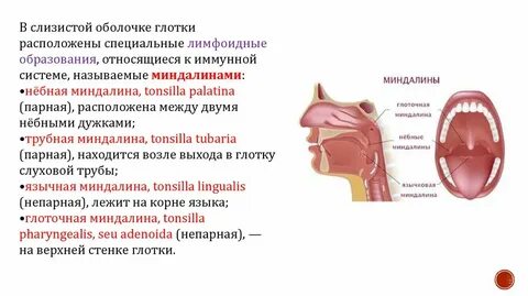 Исследование небных миндалин спб