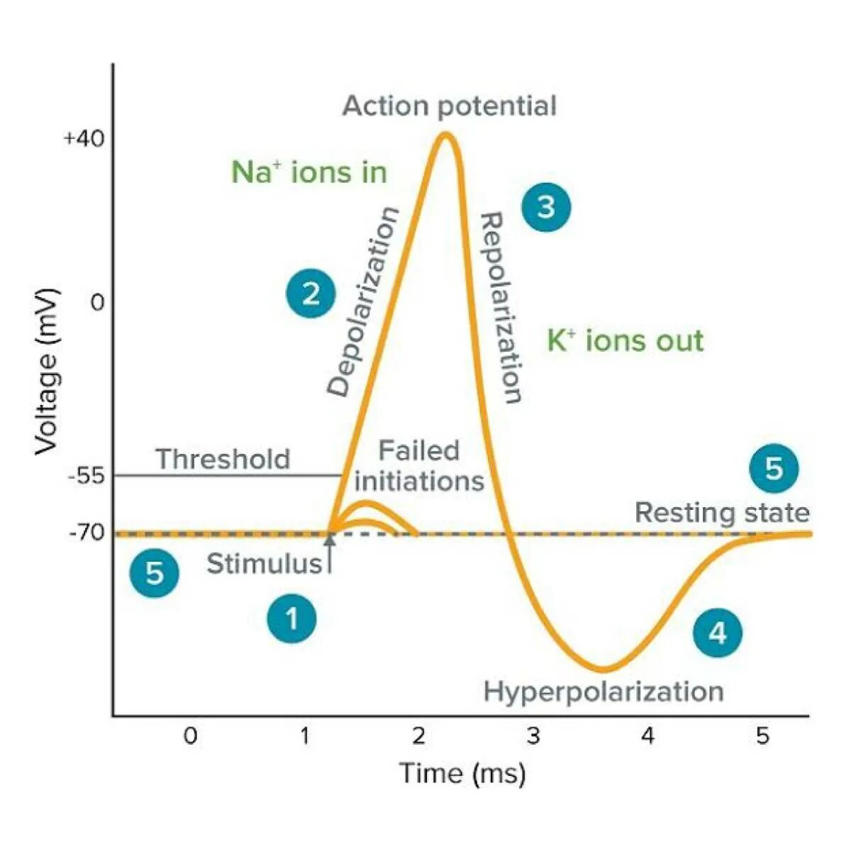Action duration. Action potential. action potential in neurons. phases of action potential. action potential of neuron.