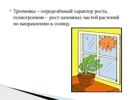 Тропизм