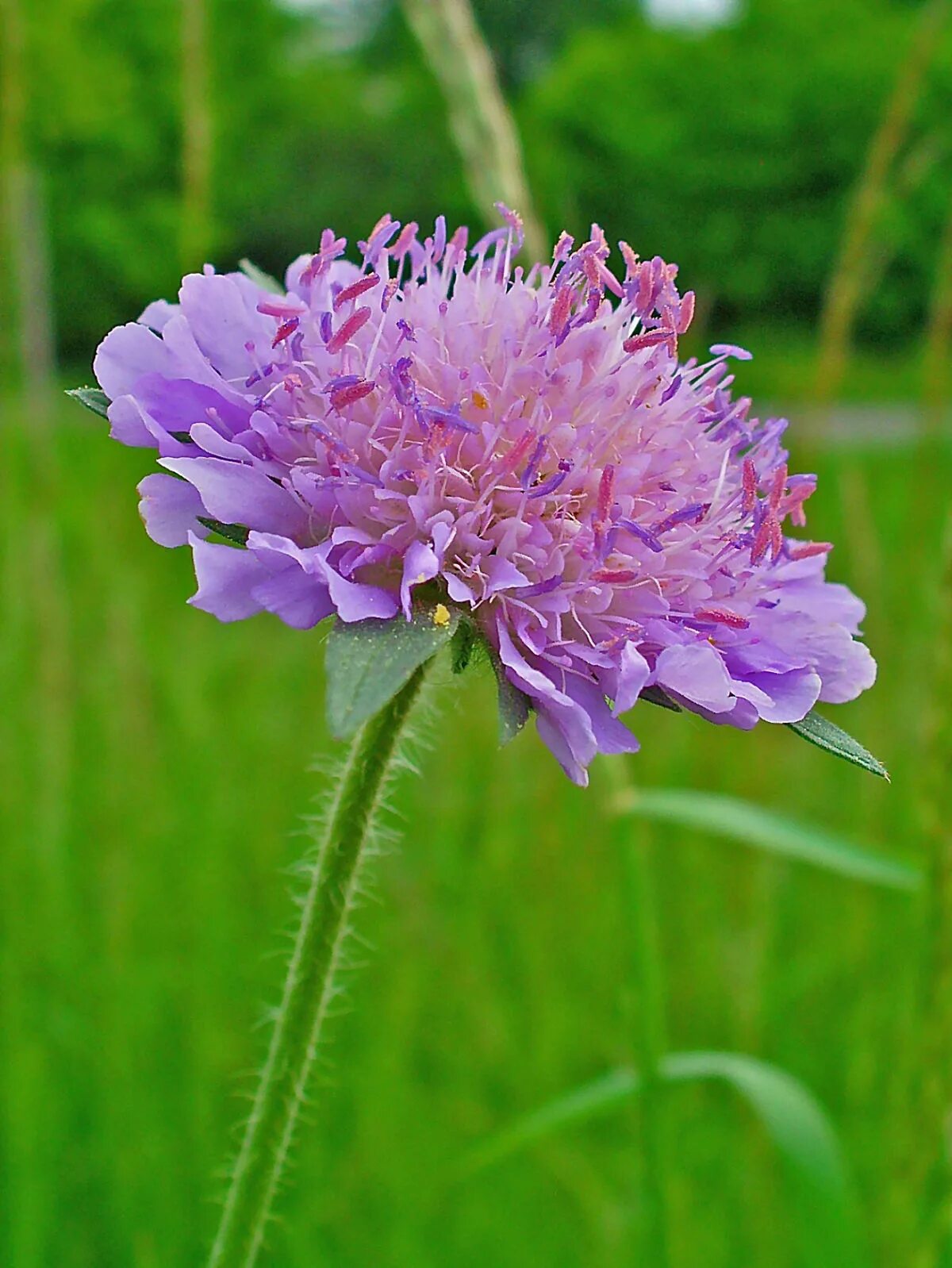 Короставник фото. Короставник полевой (Knautia arvensis). Скабиоза (короставник полевой). Короставник Луговой. Короставник и скабиоза.