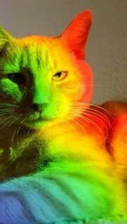 Кошка ярко