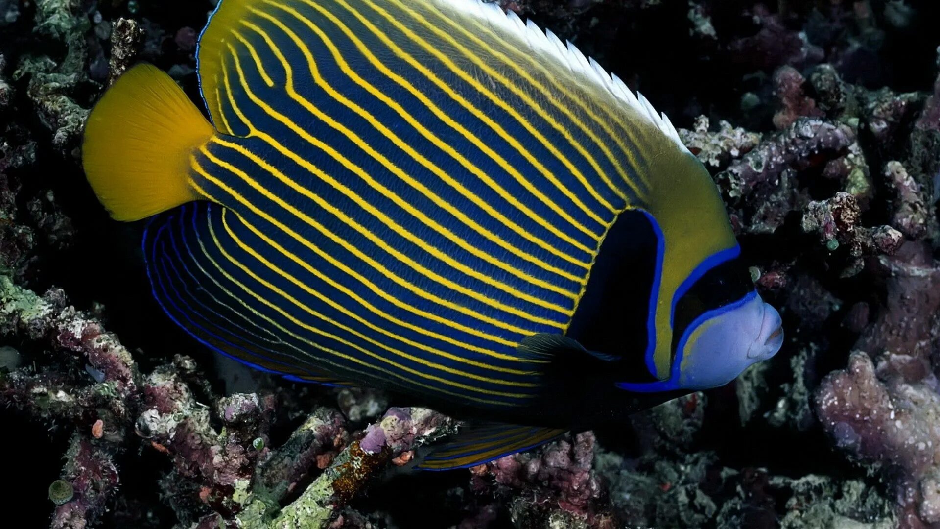 Обитатели океана рыбы. Красное море рыбки полосатики. Pomacanthus Imperator. Королевский спинорог желтый. Acanthurus lineatus.