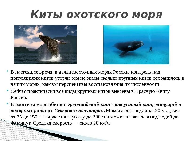 Обитатели Охотского моря. Морские животные Охотского моря. Рыба в Охотском море. Охотское море описание.