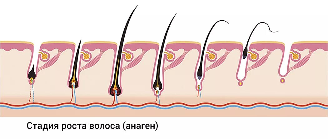 Растут корни волос. Анаген катаген телоген. Волосяная луковица. Стадии роста волос. Фолликул волоса.