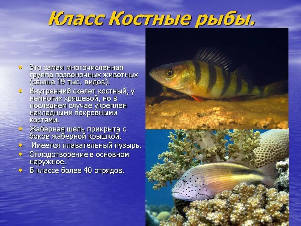 Сколько классов рыб. Костные рыбы. Класс костные рыбы. Класс костные рыбы рыбы. Многообразие костистых рыб.