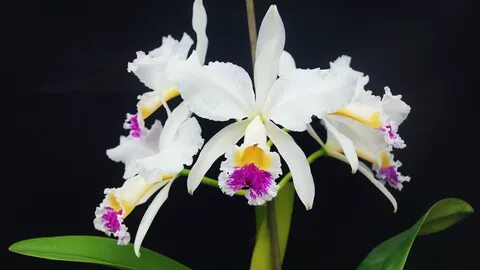 Cattleya Joseph de Geest.