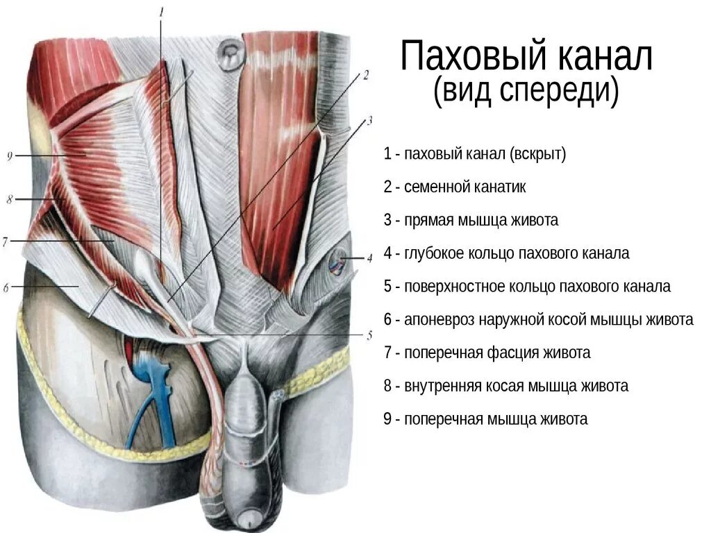 Пращевидная связка