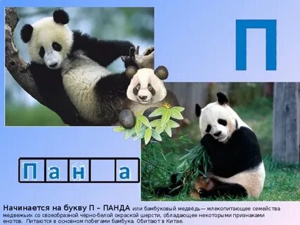 Животные на букву п