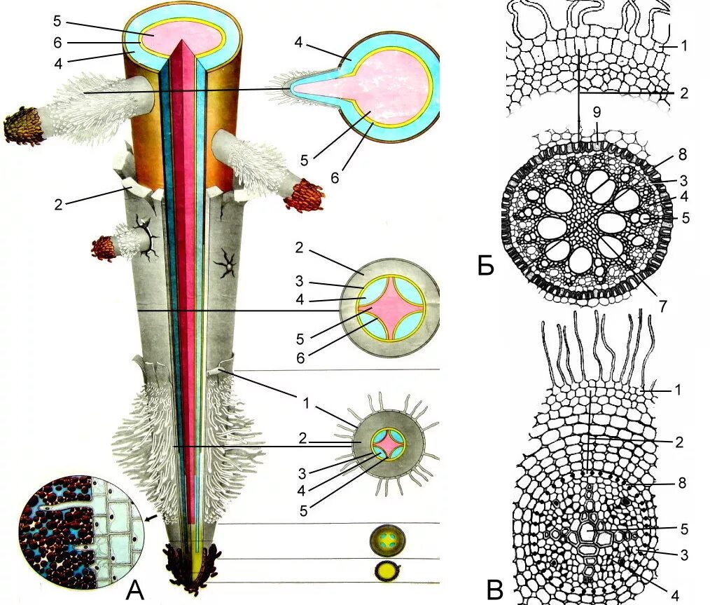 Рисунок внутреннего строения корня. Внутреннее строение корня 6 класс биология. Строение корня однодольного растения.