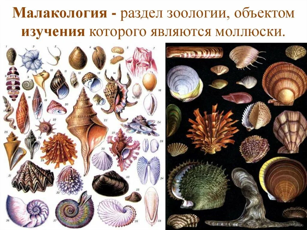 Три примера животных моллюски. Моллюски представители. Моллюски многообразие представителей. Виды моллюсков название. Двустворчатые моллюски разнообразие.