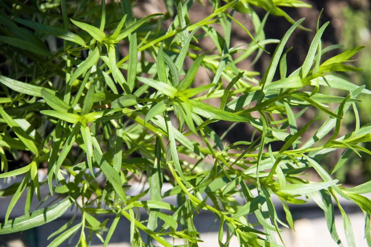 Тархун эстрагон. Эстрагон (Artemisia dracunculus). Полынь Тархун. Полынь эстрагонная Тархун.