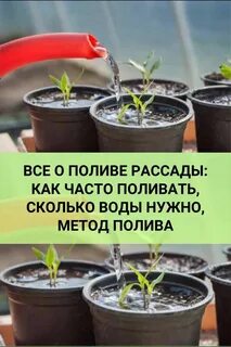 Все о поливе рассады: как часто поливать, сколько воды нужно, метод полива в 202