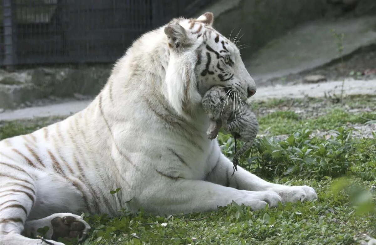 Мадагаскарская руконожка. Дикая свинья. Топ 5 самых животных. Топ 5 самых животных. Топ 5 самых животных.