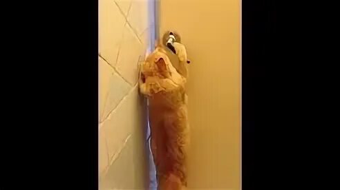 Кот открыл кран. Кот открывает дверь. Кот открывает дверь за ручку. Смешной кот открывает двери. Открой дверь кот.